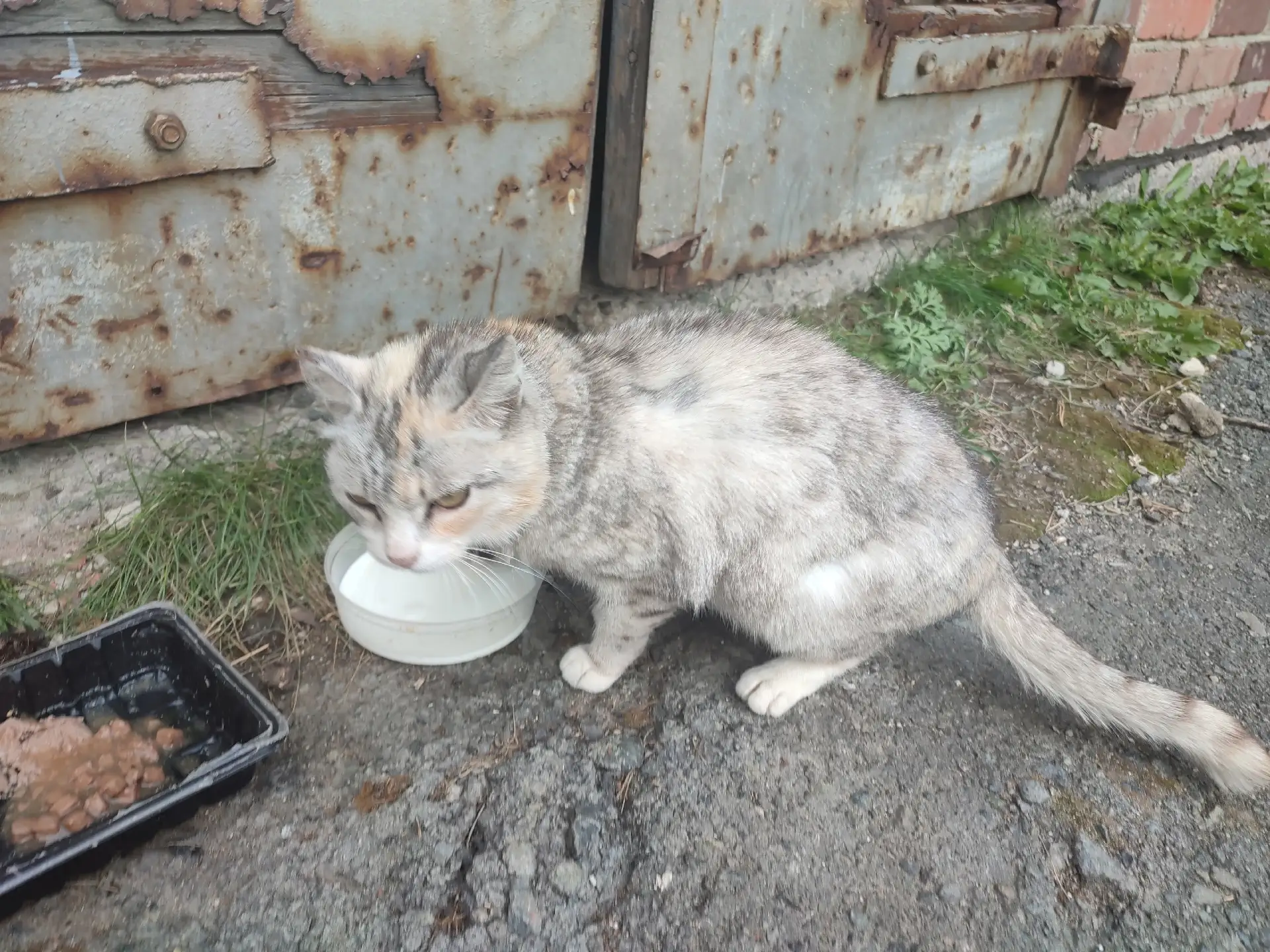 🆘 Совсем молодая кошечка Муся 😿 живёт на улице.
