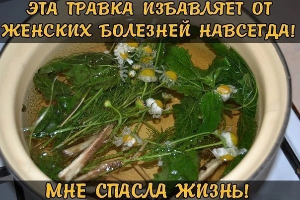 ЭТА ТРАВКА ИЗБАВЛЯЕТ ОТ ЖЕНСКИХ БОЛЕЗНЕЙ НАВСЕГДА! МНЕ СПАСЛА ЖИЗНЬ!

Женщин часто называют слабым п