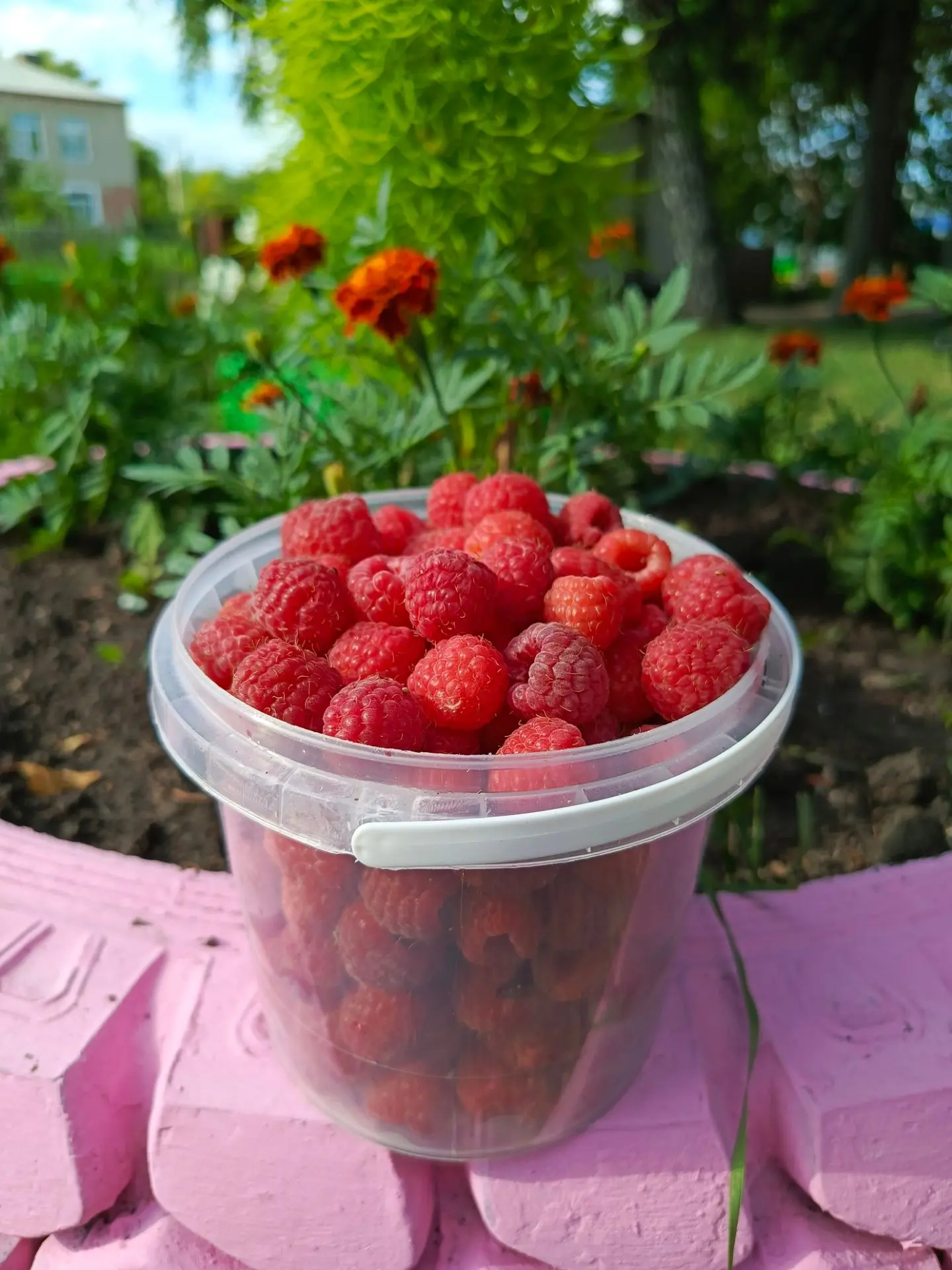 09.07.2026 в продаже будет готовая малина

Цена: 360р за литровую банку

Места продажи:
- г. Барабин