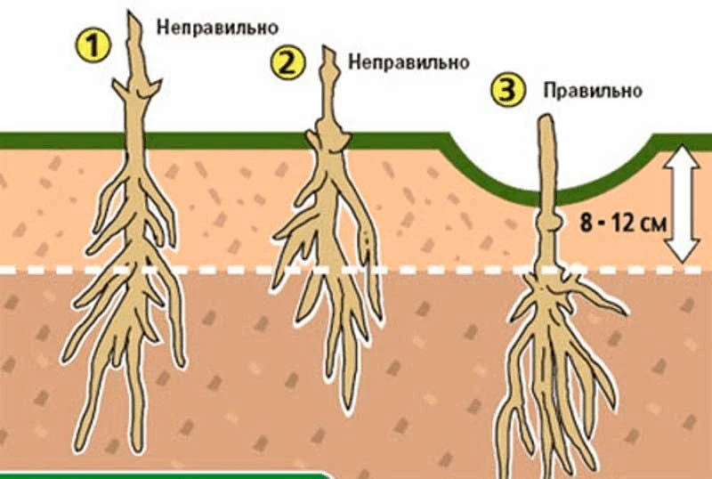 📌ПОДРОБНАЯ ИНСТРУКЦИЯ ПО ПОСАДКЕ КЛЕМАТИСА\КНЯЖИКА