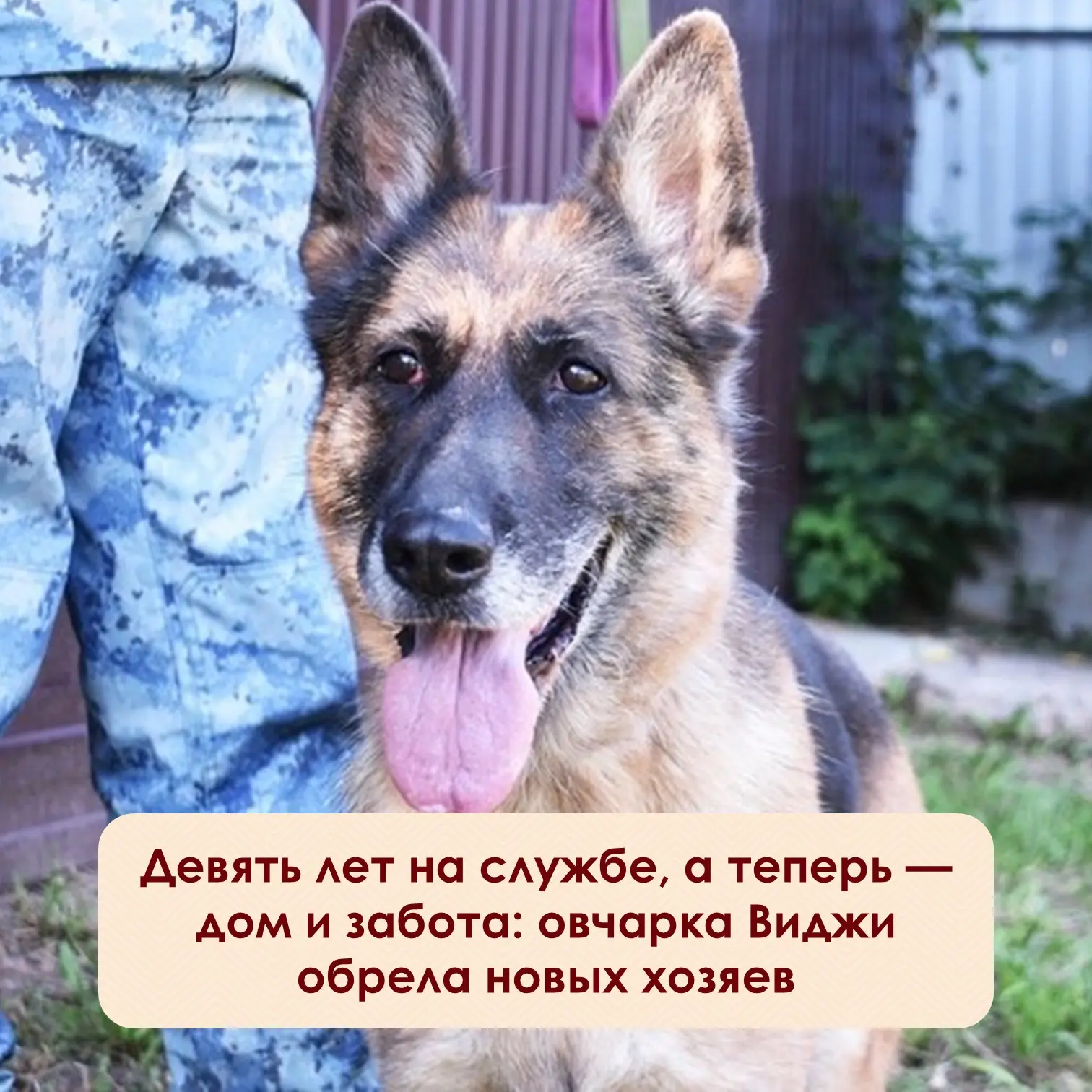 ⚡️Немецкая овчарка Виджи отслужила в полиции девять лет. Всё это время она работала в изоляторе врем