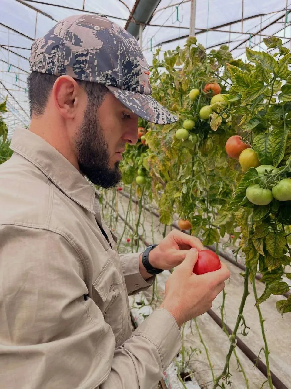 🇷🇺🍅 Ислам Махачев собрал урожай помидоров!