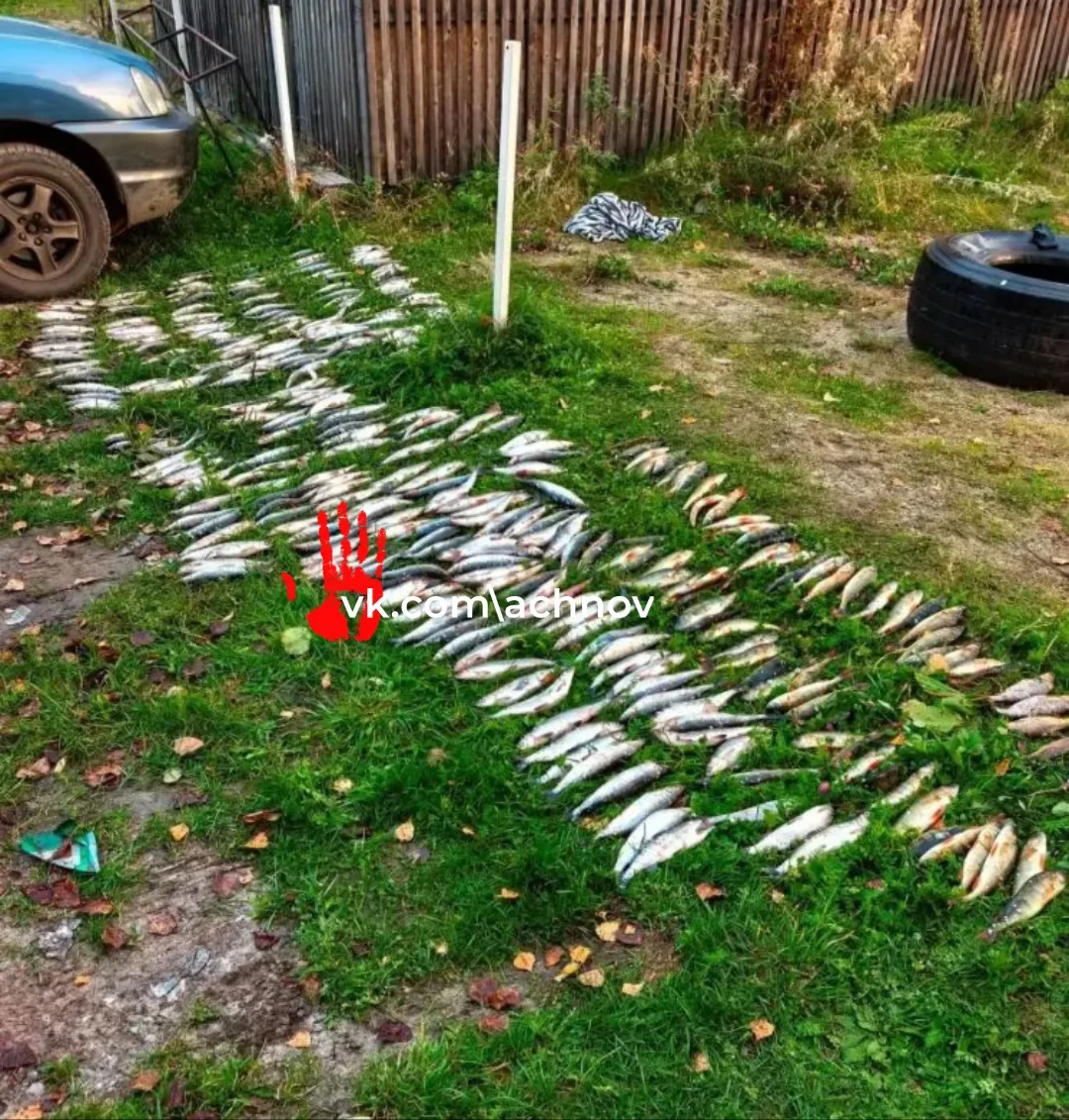 🐠Браконьеров с 50 кг рыбы задержали на Тургояке