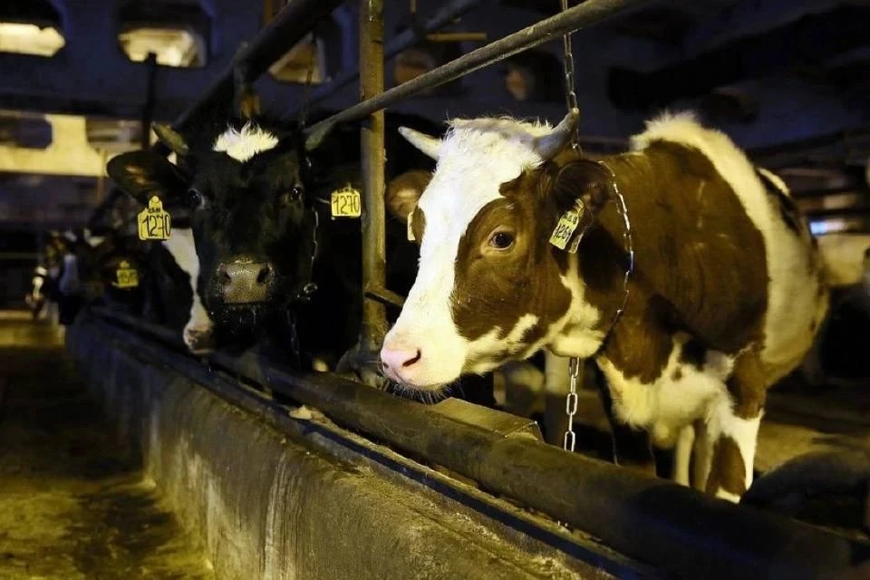 🐄 Работники совхоза «Тулома» бьют тревогу из-за ситуации на ферме