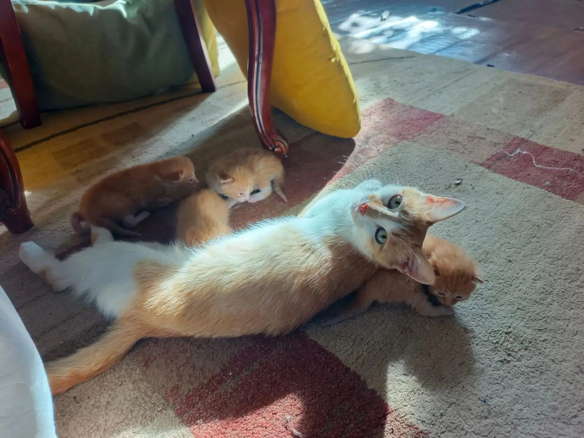 🐱В ДОБРЫЕ РУКИ

Бронирую маленьких котят и мальчики и девочки. 
Родились 14 июля, потомки Нариманов