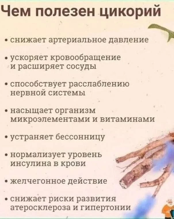 Чем полезен цикорий❓