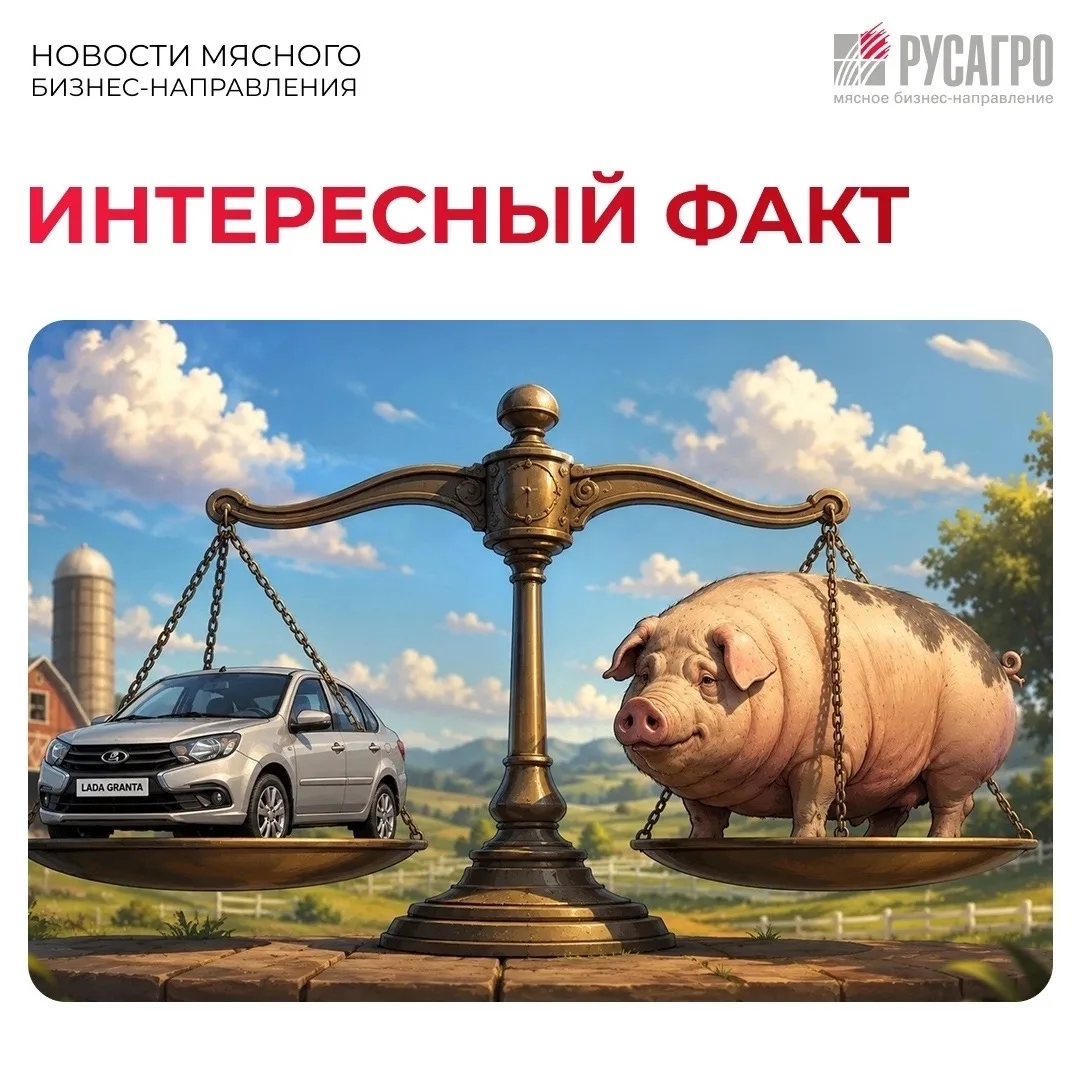 ⚖️Может ли хряк весить, как машина LADA Granta?