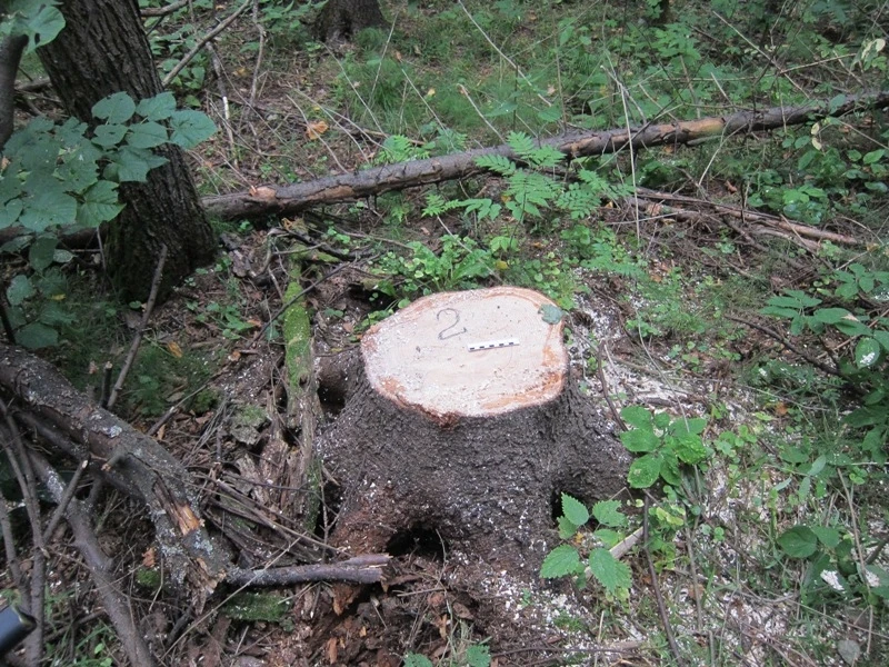 🌲 В Прикамье мужчина незаконно срубил лес и продал древесину приятелю