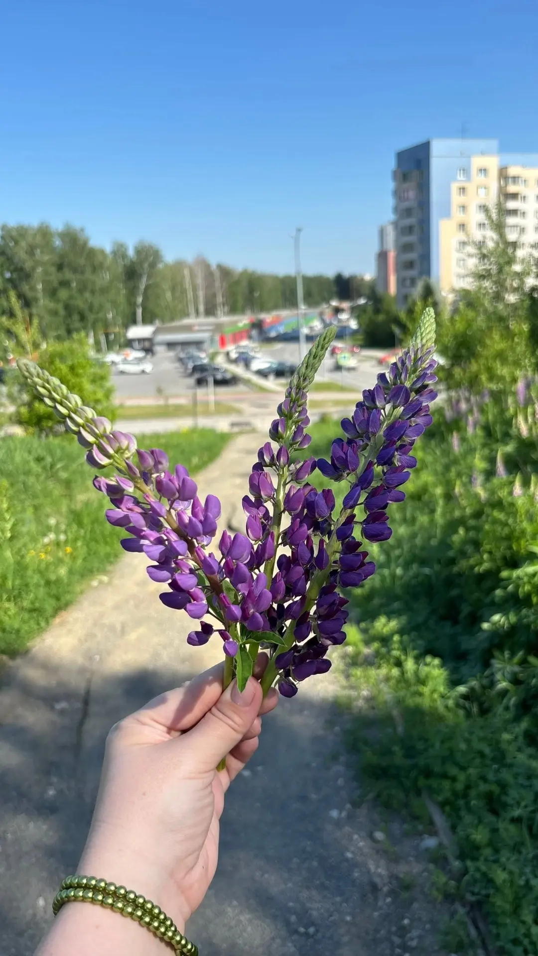 ЛЮПИНЫ 🪻в КОЛЬЦОВО!
Хотите красивые фото?

Ловите локации для фотосессии с люпинами:
🪻прогуливаясь