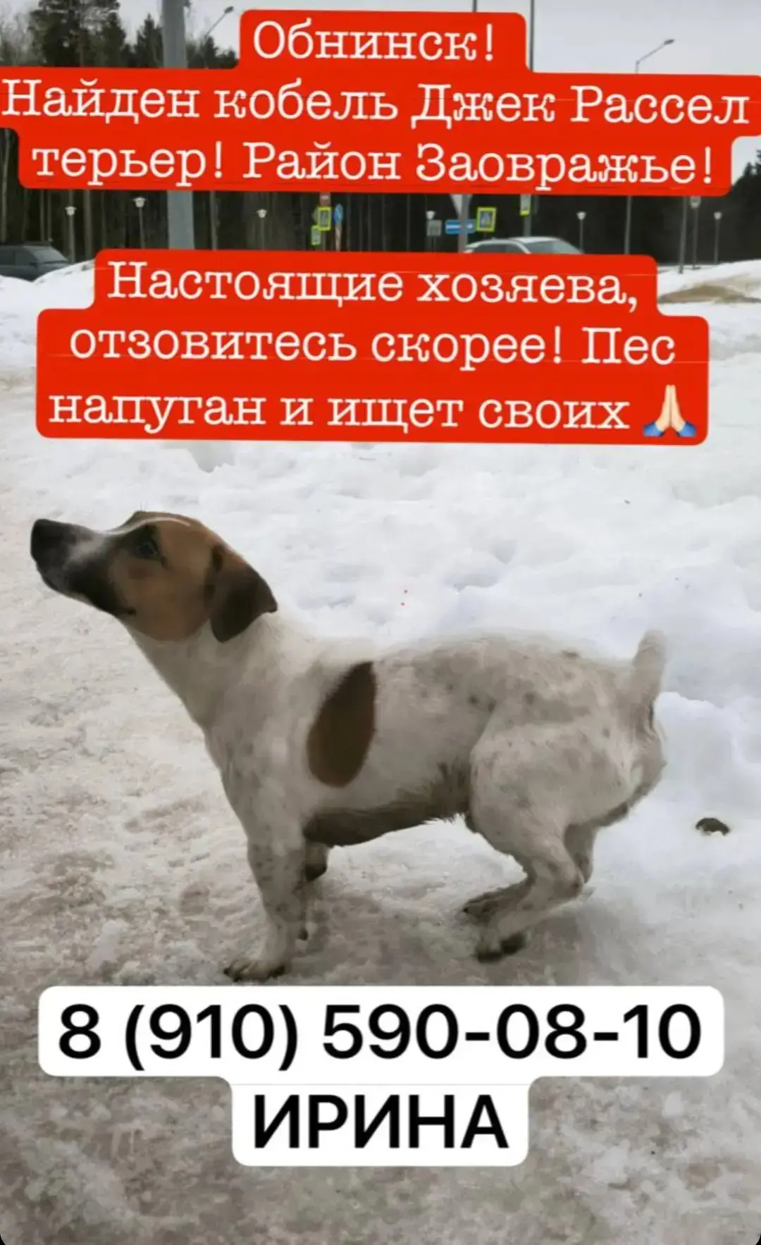 🙏 Друзья, пёселю нужна помощь! Распространите, пожалуйста!