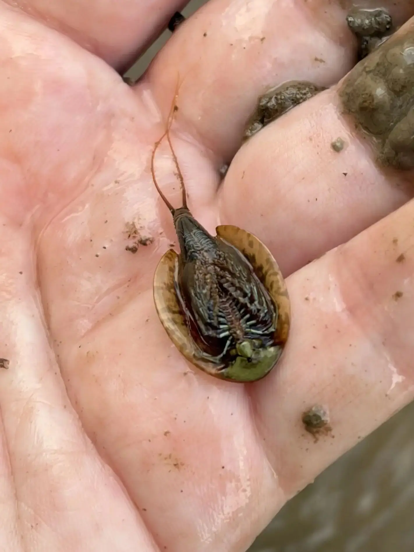 🦞 Доисторических существ нашли в водоемах Владимирской области