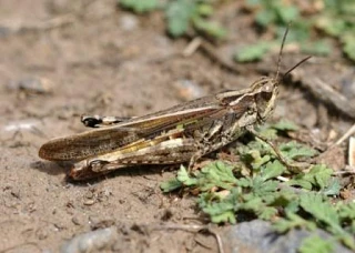 ⚠ Ставропольский край ведет
борьбу с мароккской саранчой

🌱 На Ставрополье против саранчи обработал