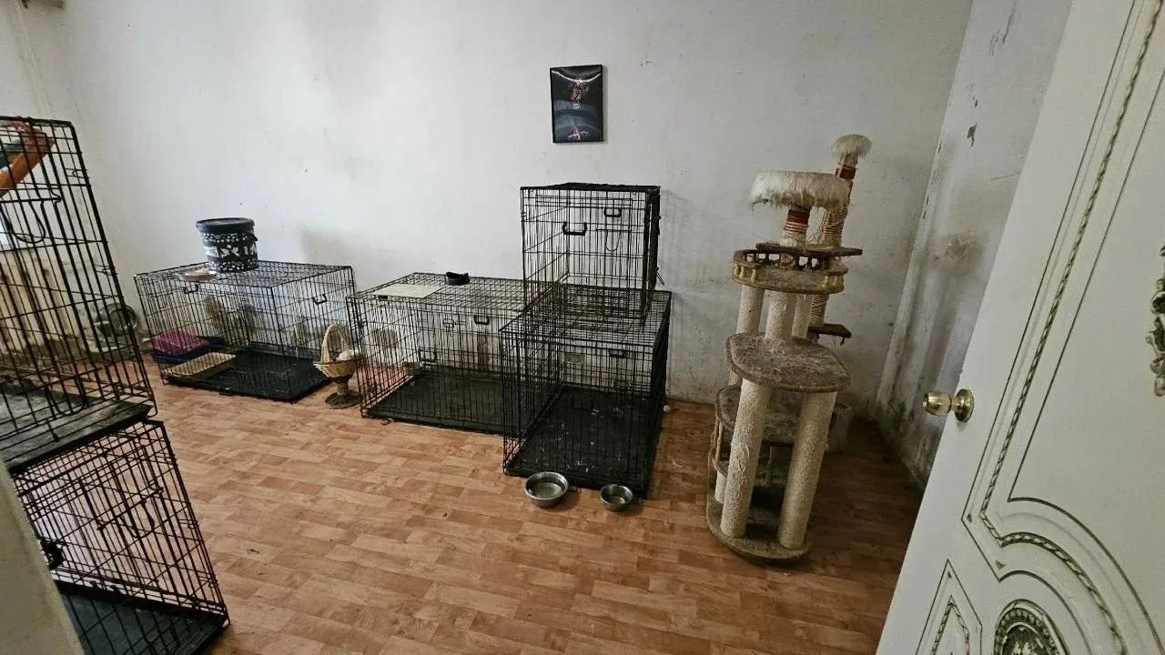 В Заволжском районе спасли 58 кошек и кролика