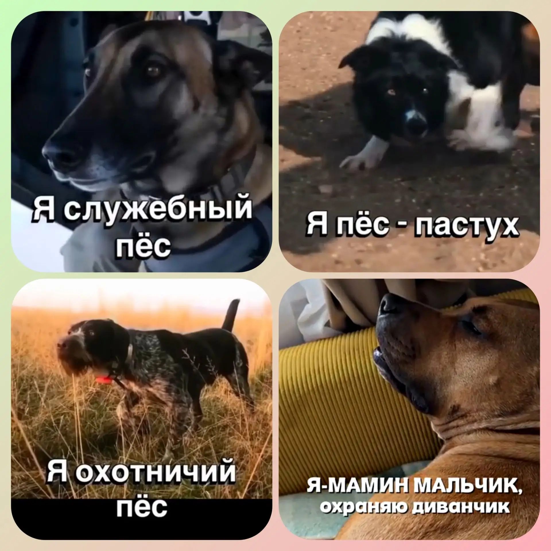 🐾Каждый из них самый любимый и заслужил порцию вкусного и полезного обеда от ГАВстроно...