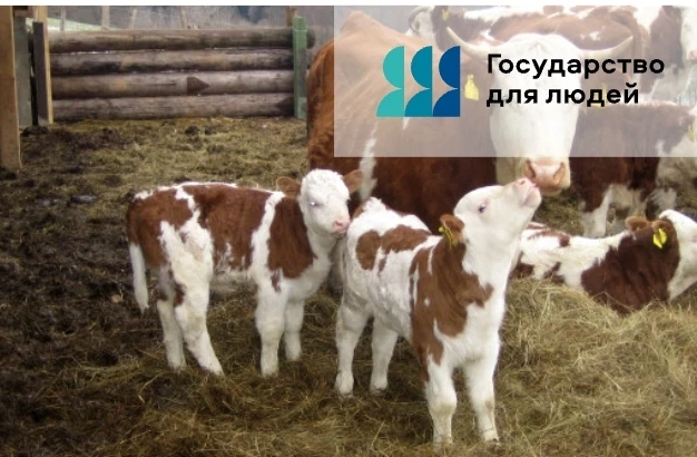 📌На портале предоставления мер финансовой государственной поддержки (https://promote.b...