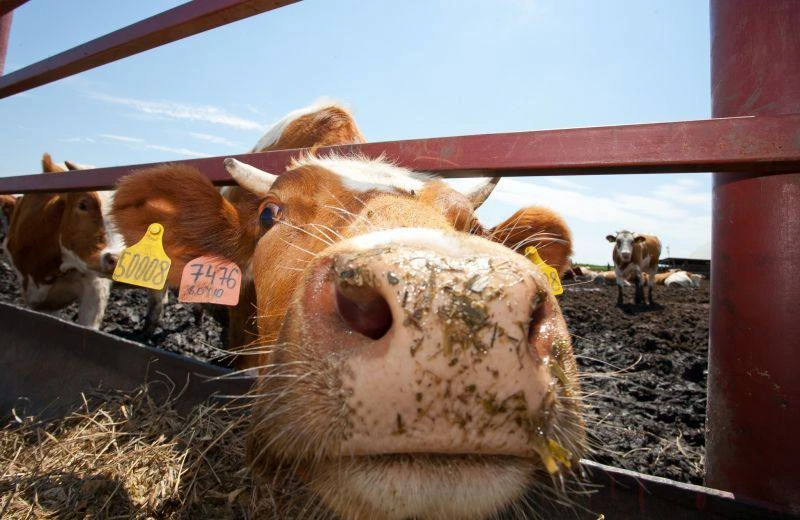 🥛 В воронежской продукции нашли антибиотики и скрытые ингредиенты.

С начала 2026 года ветеринарные