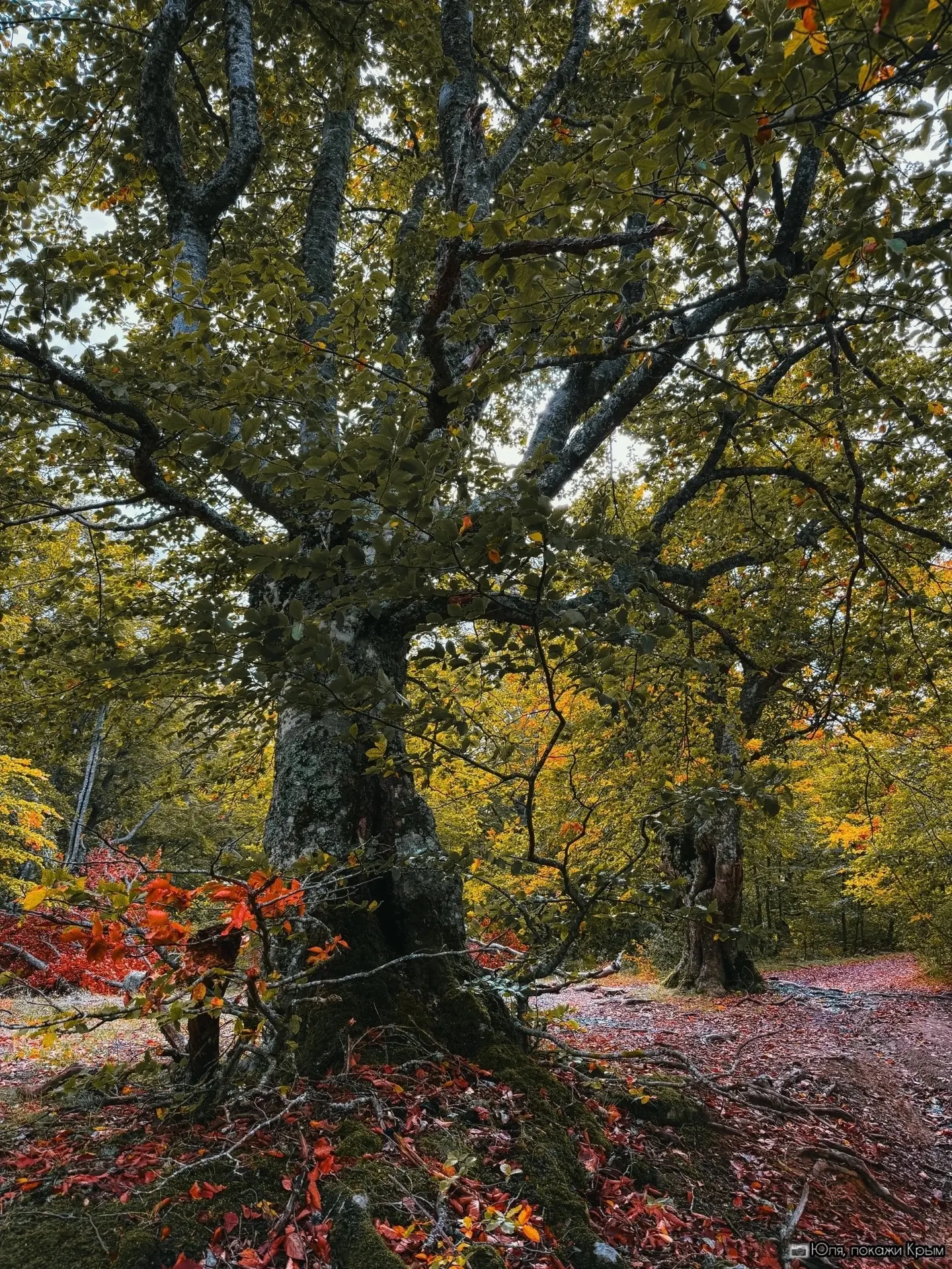 🍁 Куда ехать за первой настоящей осенью в Крыму?