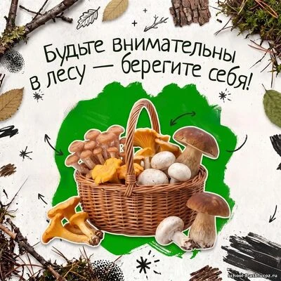 🍄 Грибы: Красота и Вкус Природы 🍄