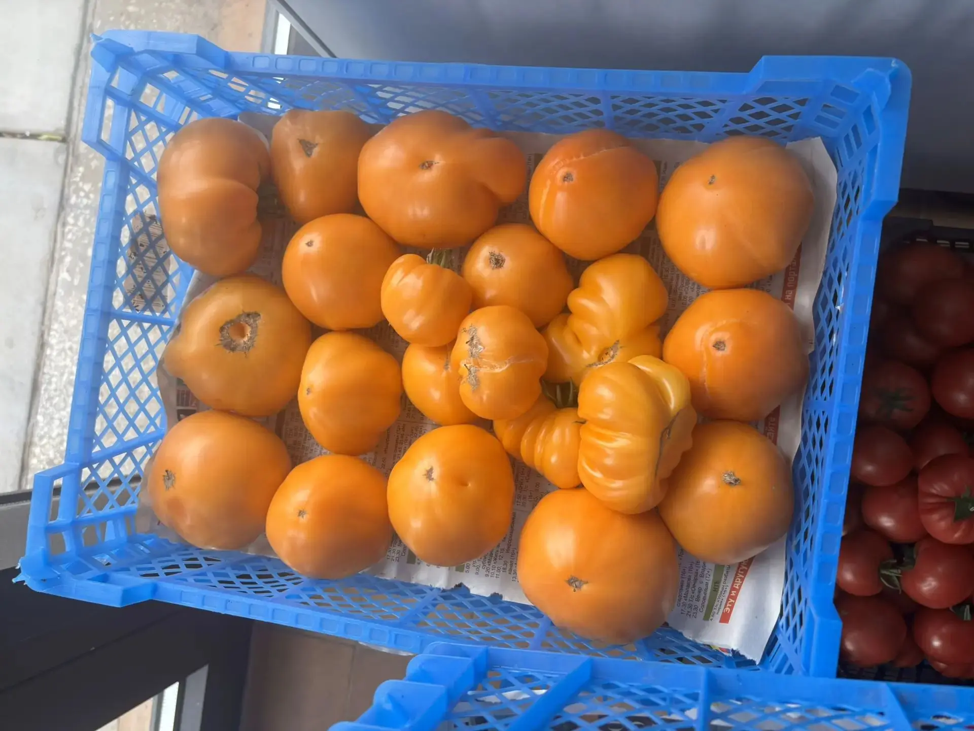 Продолжаем запасаться кетчупом из деревенских помидор (pomme d'amour - "яблоко любви"🇫...