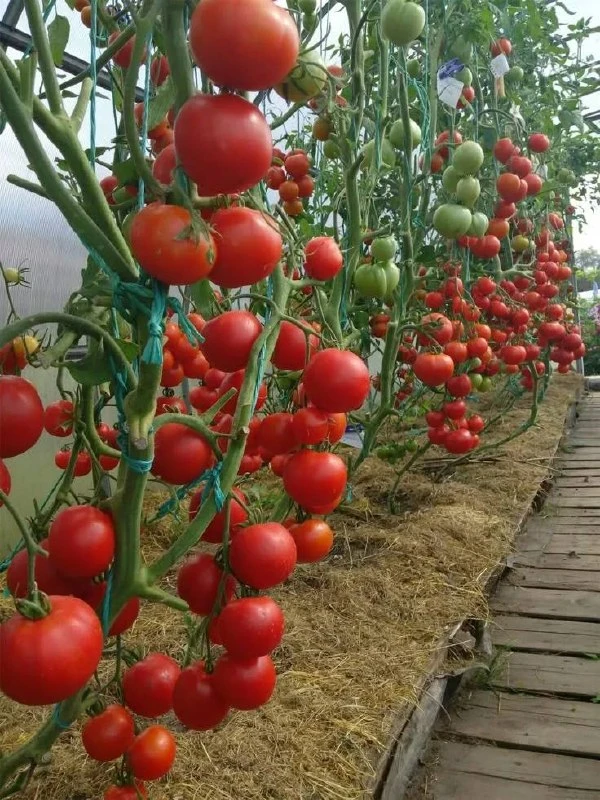 🍅 Какие культуры нельзя сажать после томатов