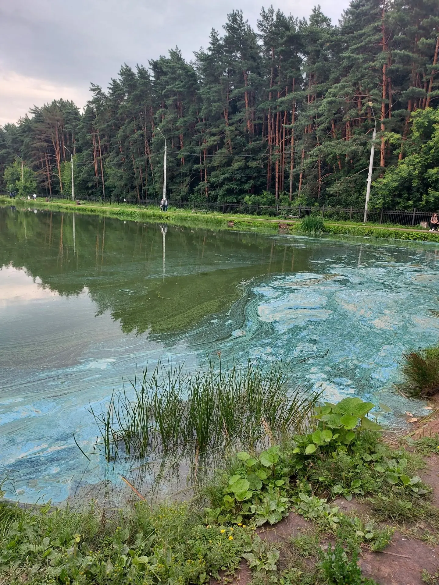 В пруду на Южном жители района заметили какие-то подозрительные пятна на воде.