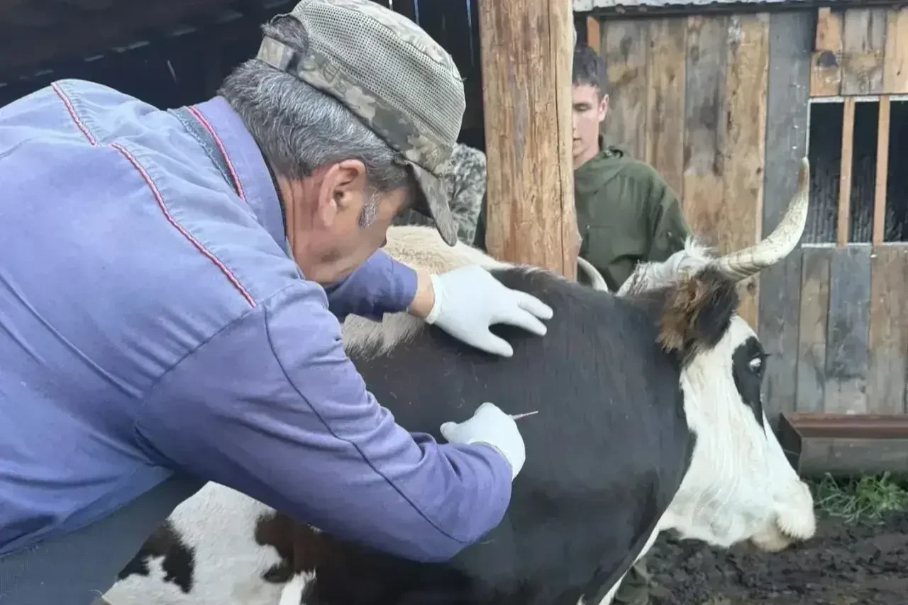 Борьба с заболеванием скота: вакцинация продолжается