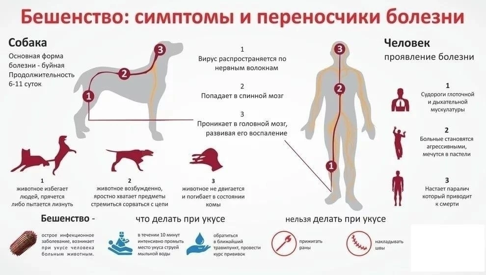 ПАМЯТКА ДЛЯ НАСЕЛЕНИЯ: БЕШЕНСТВО — СМЕРТЕЛЬНО ОПАСНО! ⚠️☠️