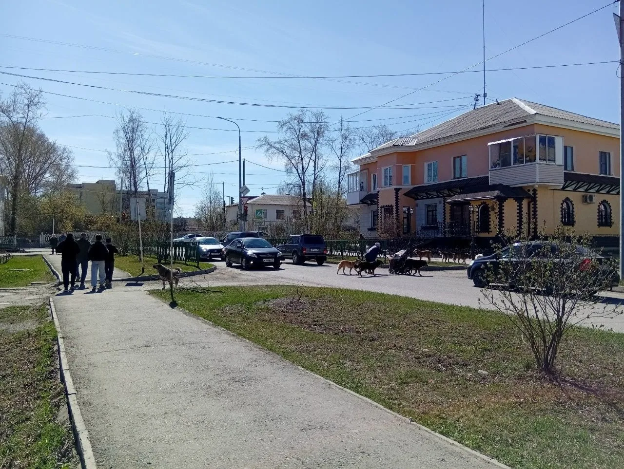 На отлов бездомных животных в Североуральске готовы потратить 600 тысяч рублей