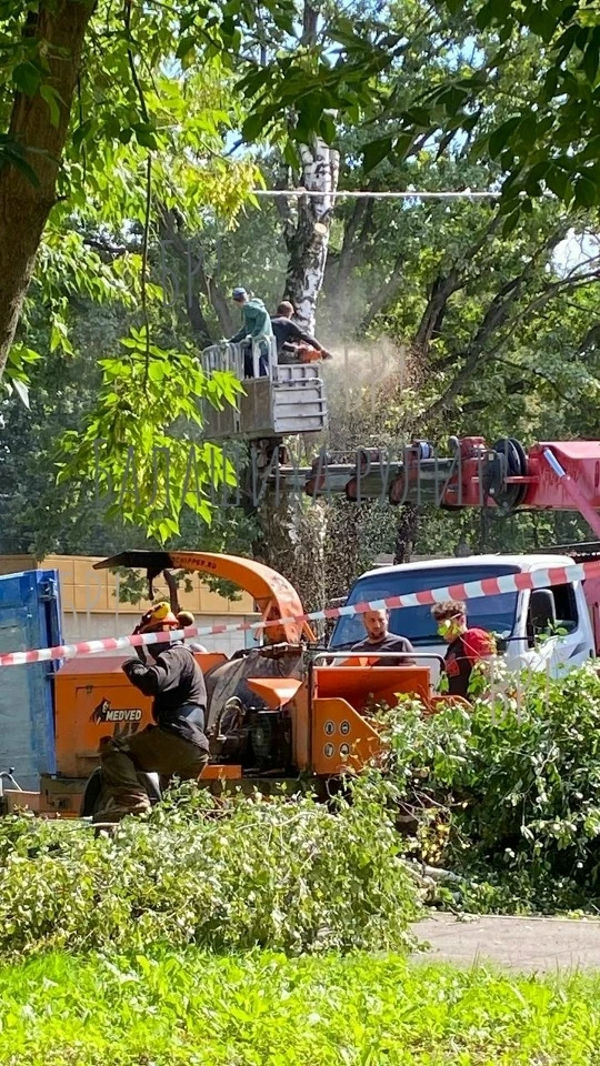 Варварское уничтожение деревьев продолжается.