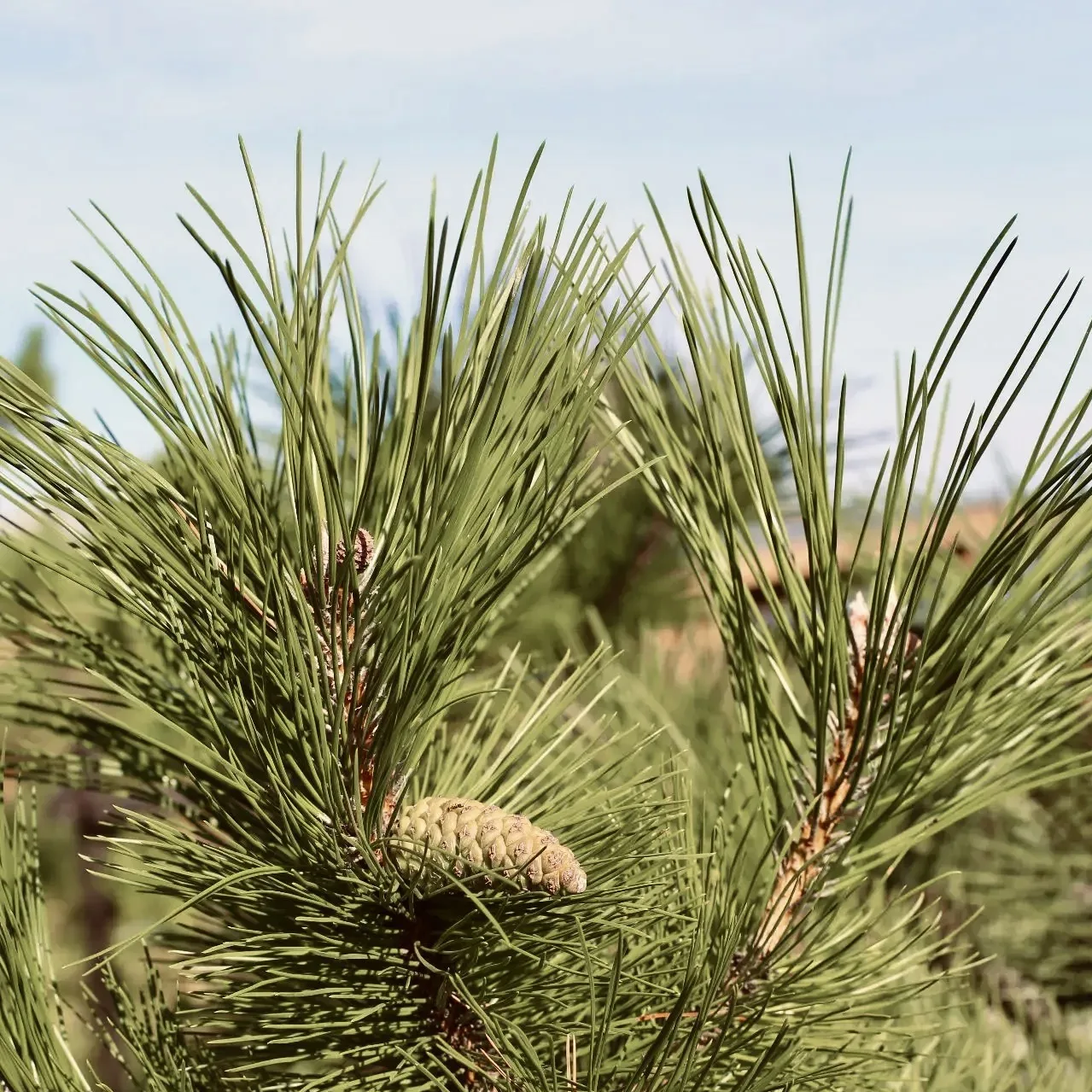 У нас тут осень, суббота и сосны🌲