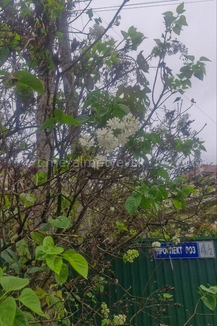 Сирень зацвела в Альметьевске в сентябре