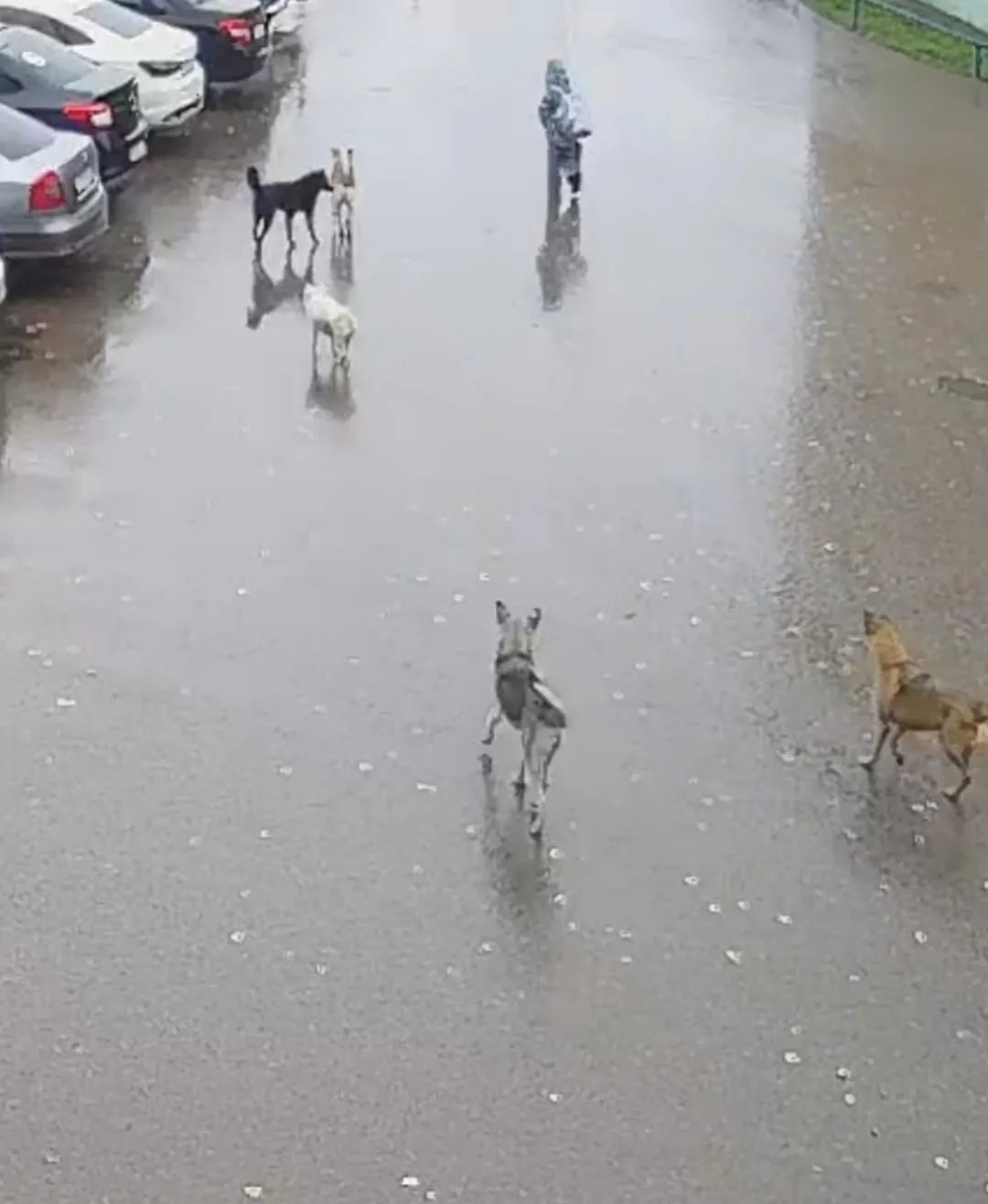В городе опять целая свора собак бегает.. чёт страшновато становится .. откуда они,чьи ...