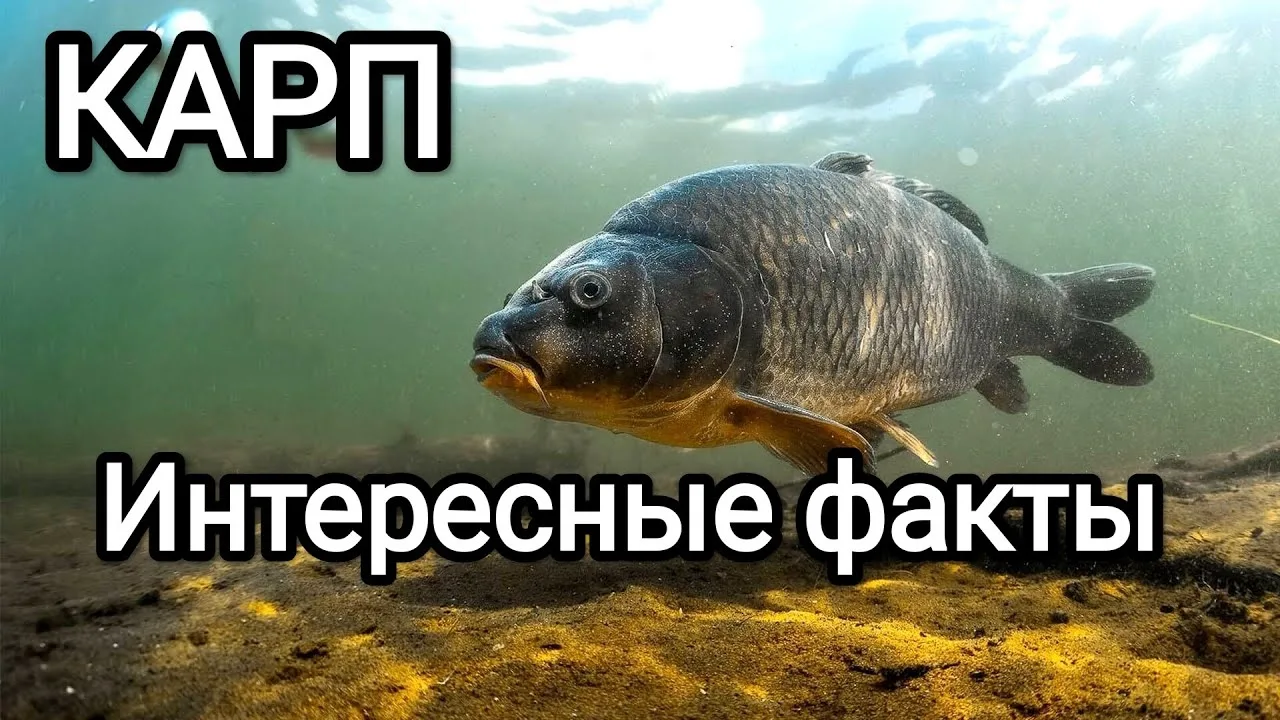 Карп — Речной гигант и его секреты. Что нужно знать рыболову?

Карп — не просто рыба, а настоящий си