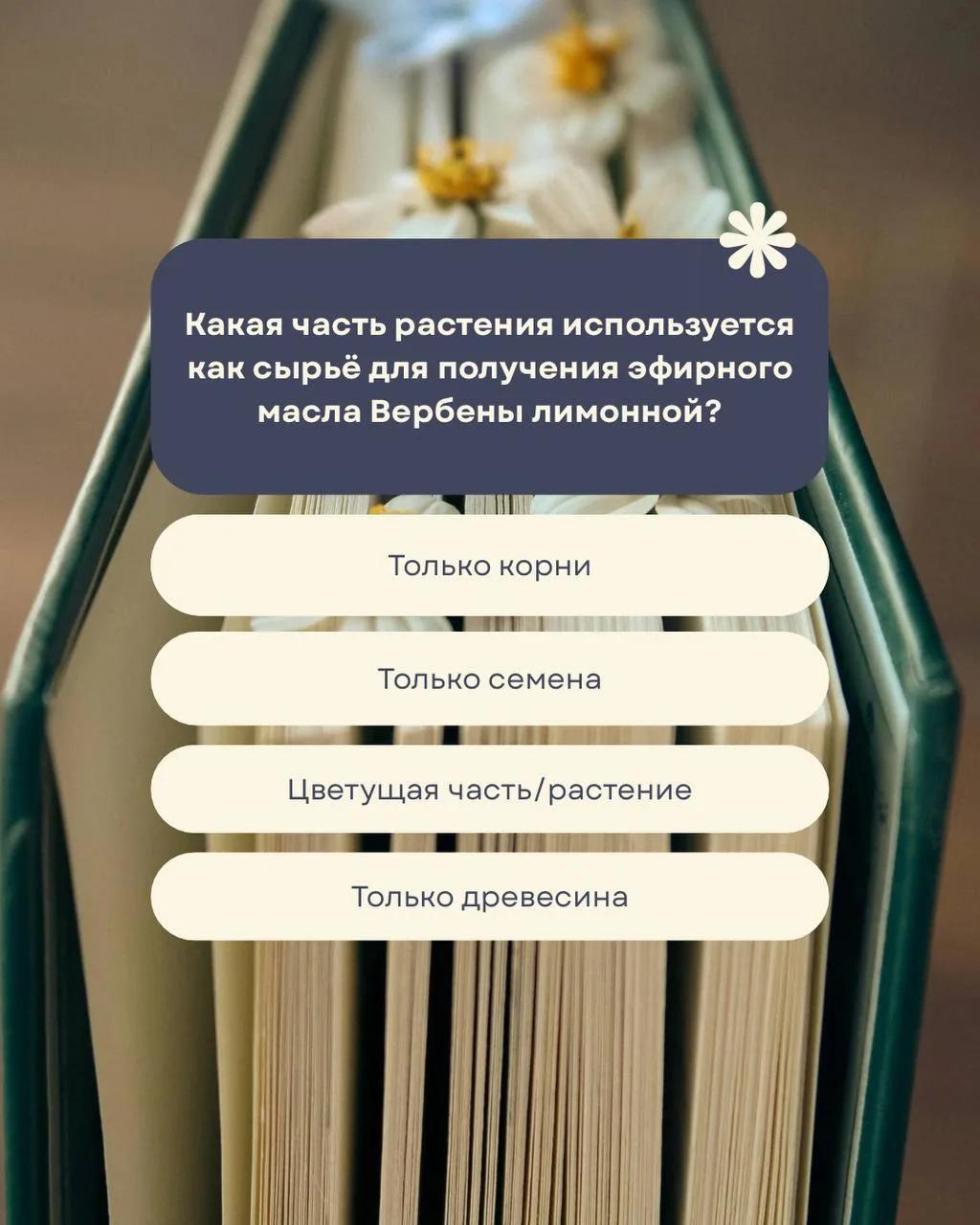 Сегодня знакомимся с вами с «сокровищницей мудрости и покоя». Так Вербену лимонную назв...