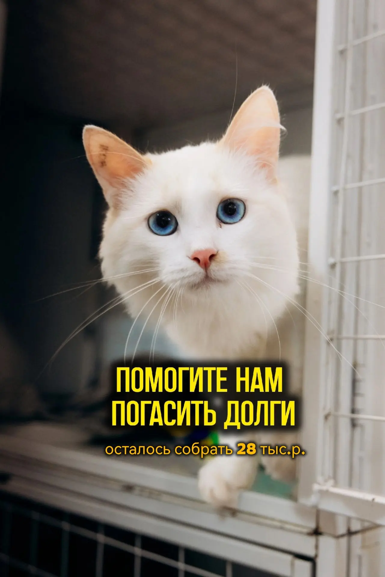 Друзья! Сегодня последний лень и последний шанс приюта, вылезти из больших долгов!
