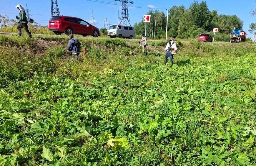 🌿 В Сергиево-Посадском лесничестве уничтожили борщевик Сосновского на площади более 28...