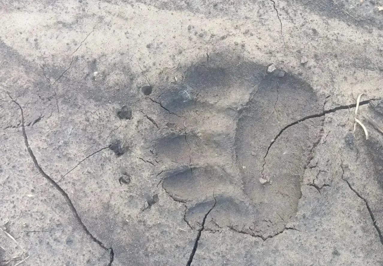 В Бурятии создали 17 бригад охотников‑медвежатников 🐻