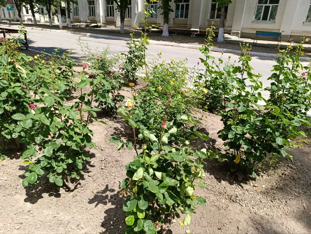 Доброе утро!  С наступлением устойчивого тепла на каховских городских клумбах начинают распускаться 