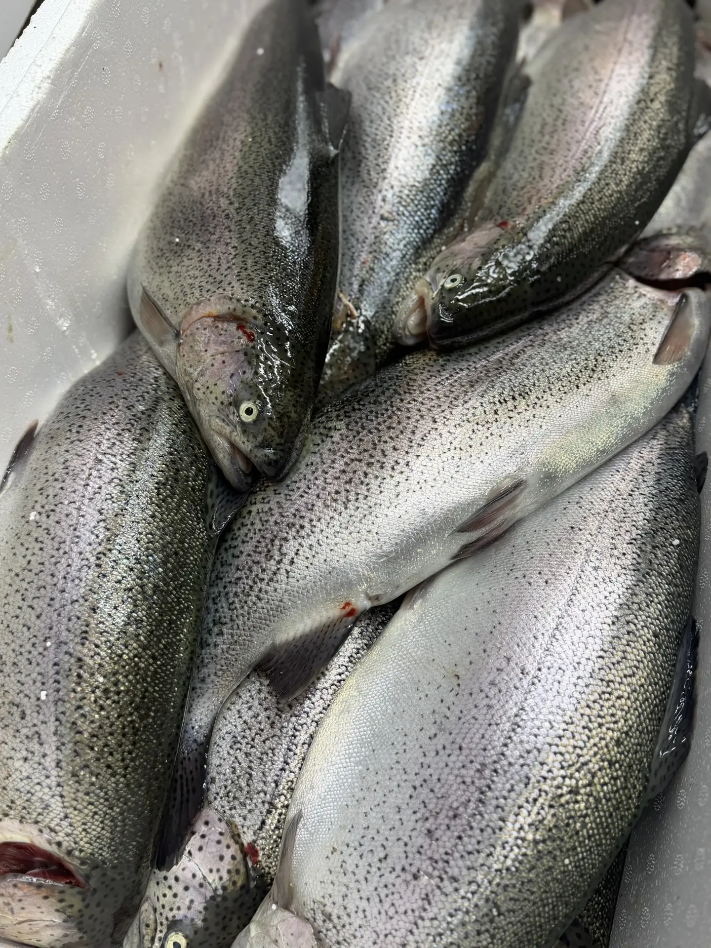 🔥 СВЕЖАЙШЕЕ ПОСТУПЛЕНИЕ 🔥  ТОЛЬКО ПОСТУПИЛА  Форель из Рефтинска 🐟  охлаждённая, непотрошеная — 1190