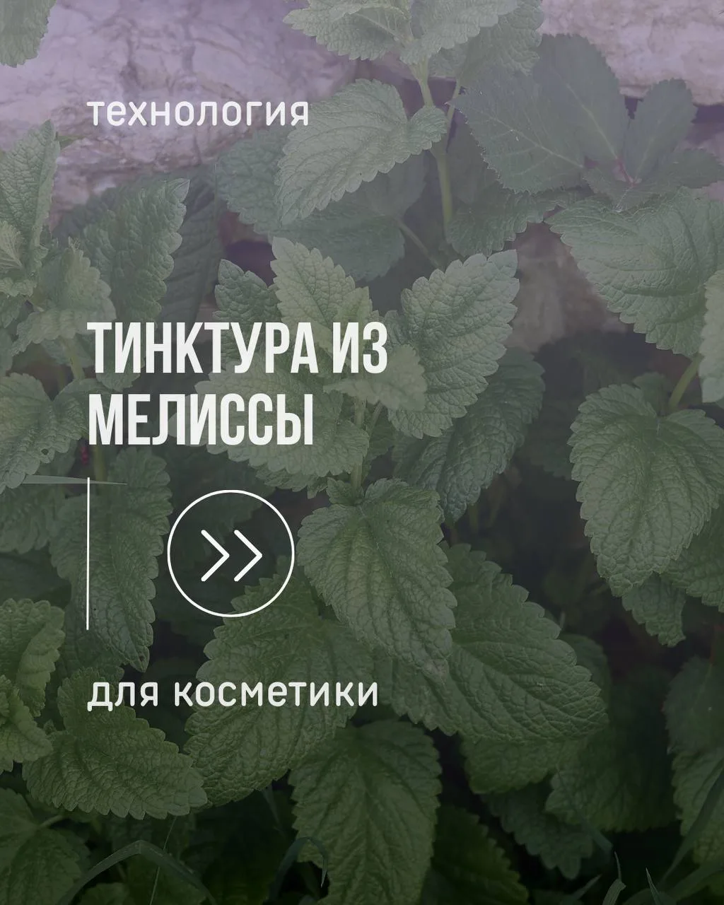 Мелисса: фармакопейный экстракт 

В прошлом посте начали разговор про Мелиссу Обыкновенную (она же L