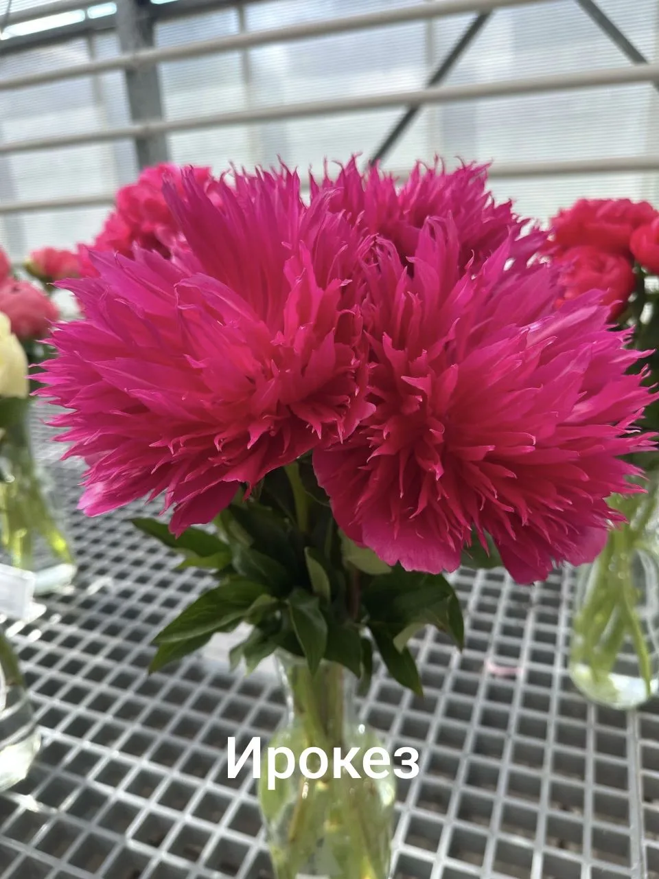 Пионы, в которые влюбляются с первого взгляда 🌸
