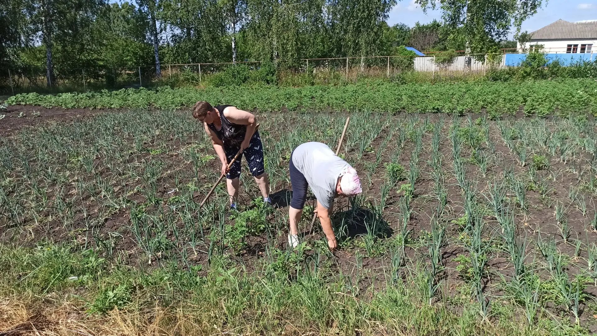 Несмотря на июльскую жару, сотрудники нашей школы продолжают ухаживать за школьным огор...