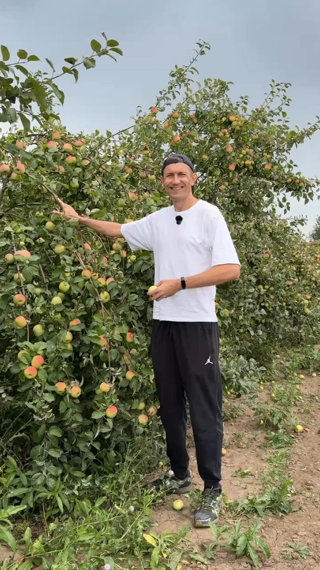 Всего 2 метра высотой — и до 80 кг яблок с дерева! 🍎