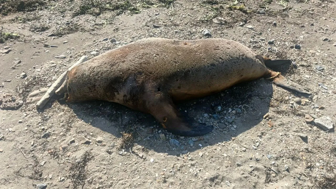 😔Погибшую нерпу нашли на берегу у Третьей Пади