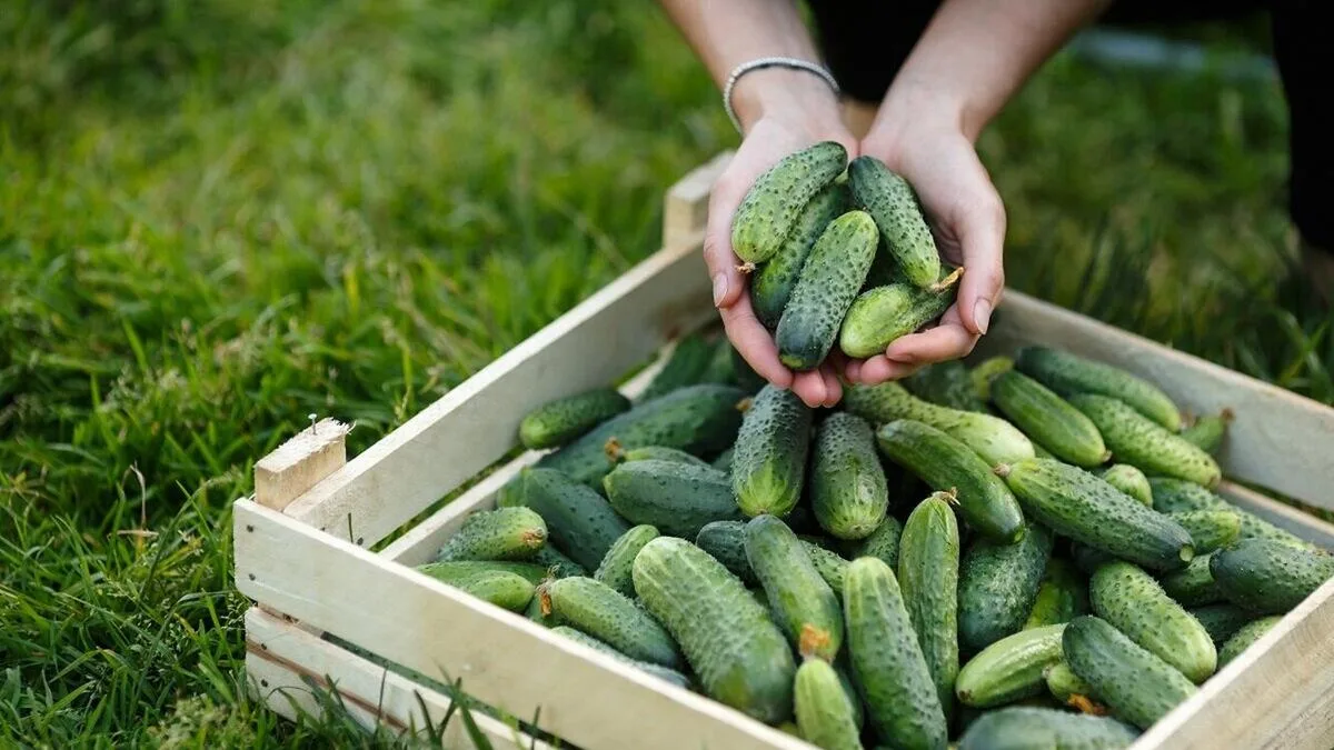 🥒🍅 Мульчируем без вреда: чтобы корни дышали, а гнили не было