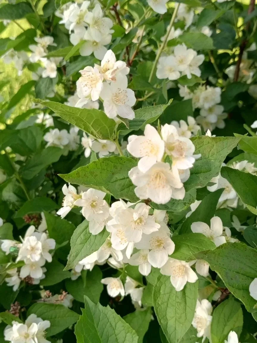 Аромат лета поймали в объектив... 🌿 🌸 ☀

Источник: https://vk.ru/wall-183104036_40877