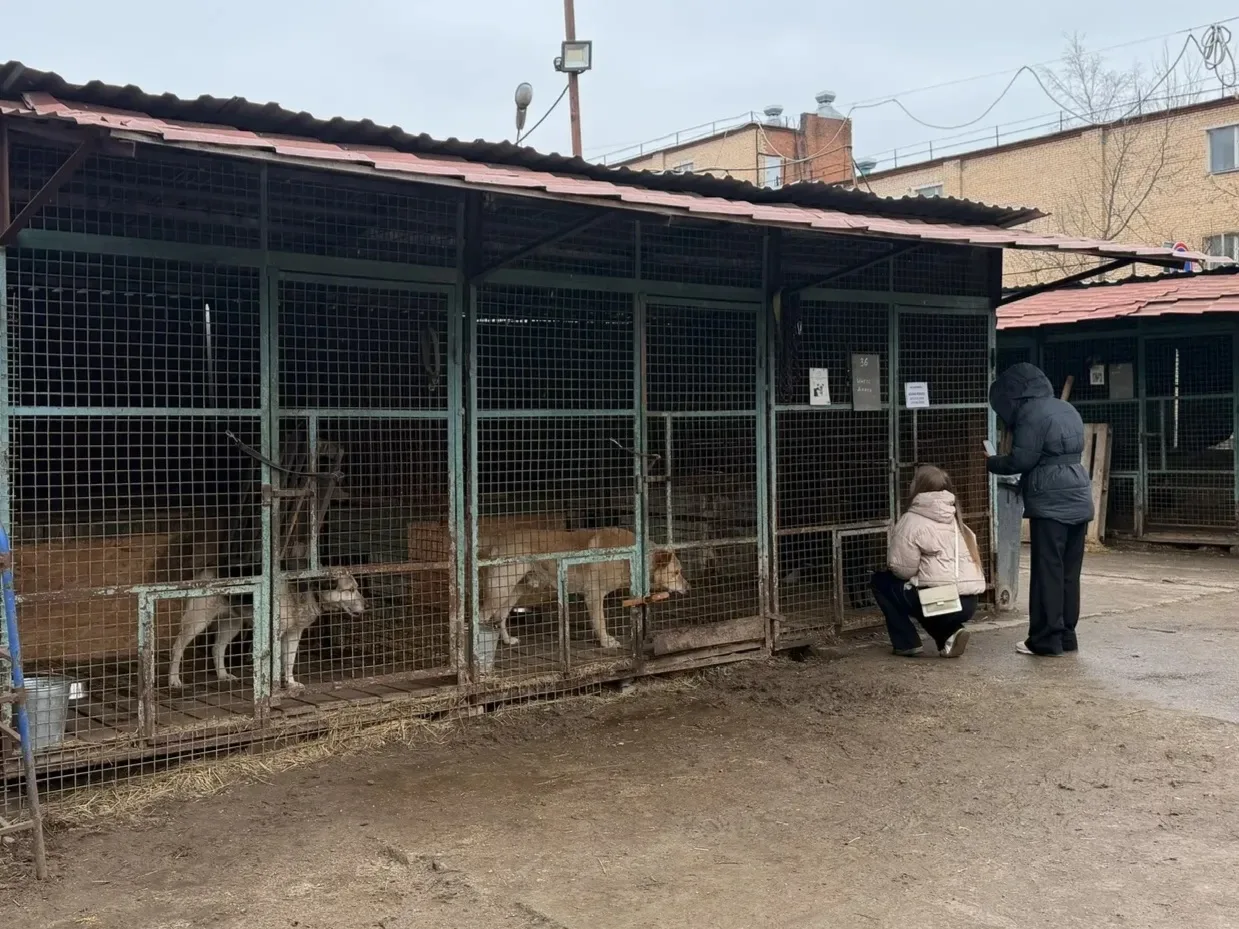 Всероссийская акция «Носики первых»: наши студенты подарили заботу приюту «Бескудниково»   🐕 В рамка