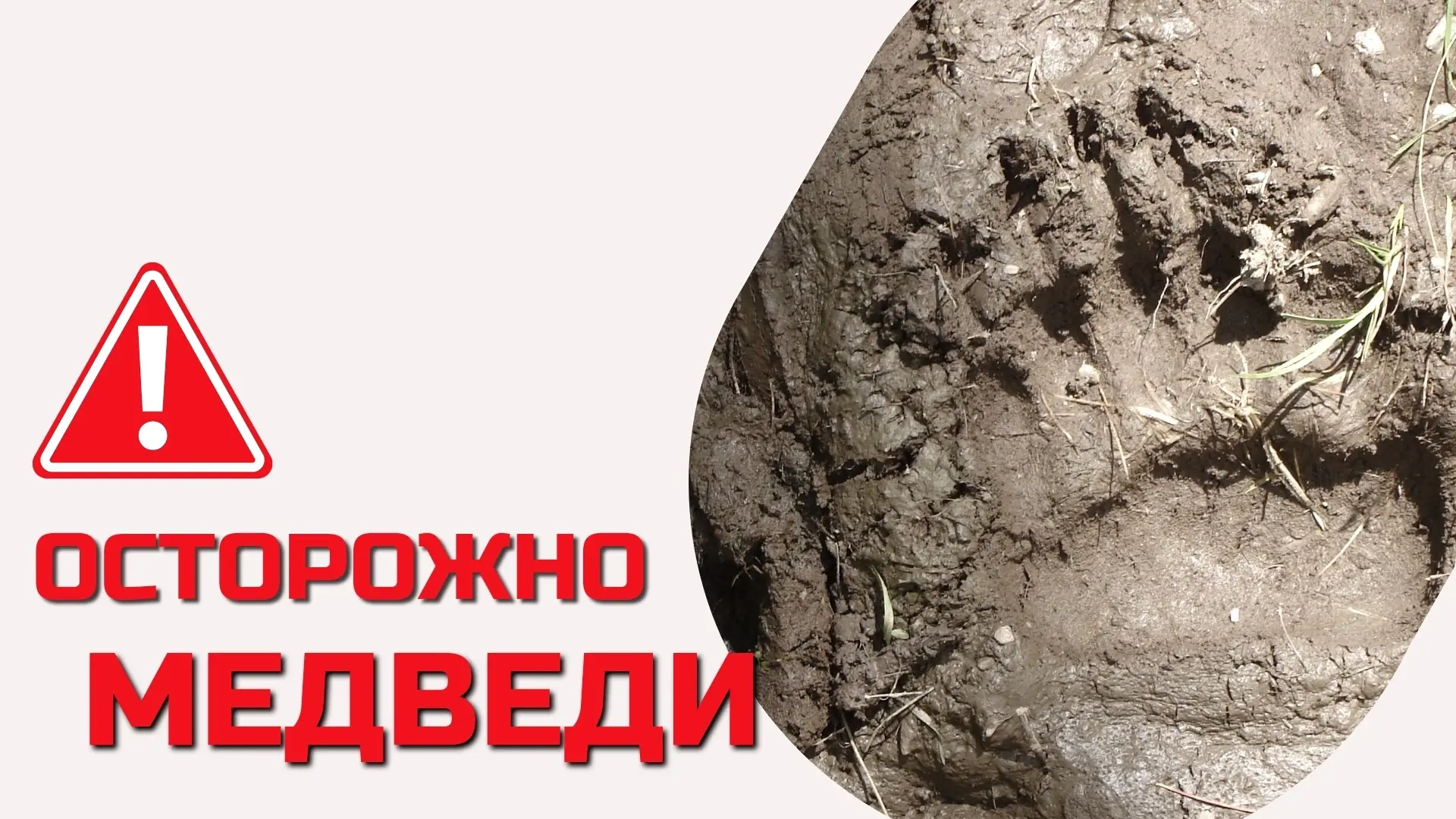 По информации Службы по охране животного мира, за минувшие сутки на территории Братског...
