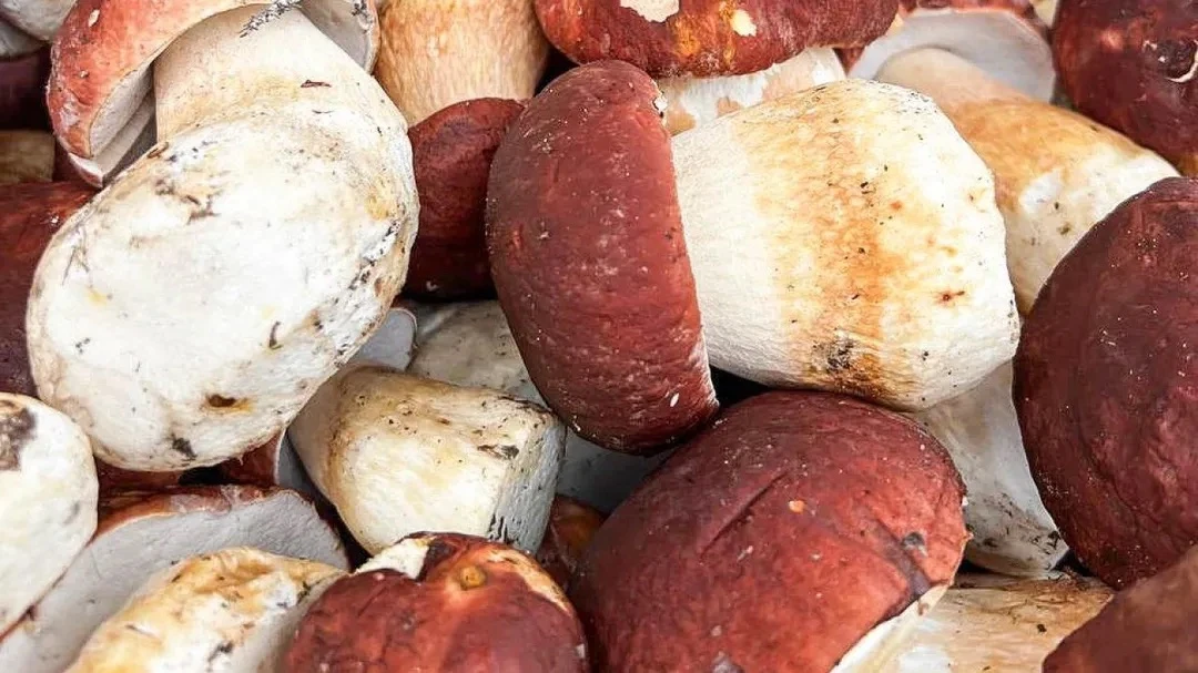 Тихая охота в июне: лучшие направления для грибников в Подмосковье 🍄‍🟫  В лесах начался сезон сбора 