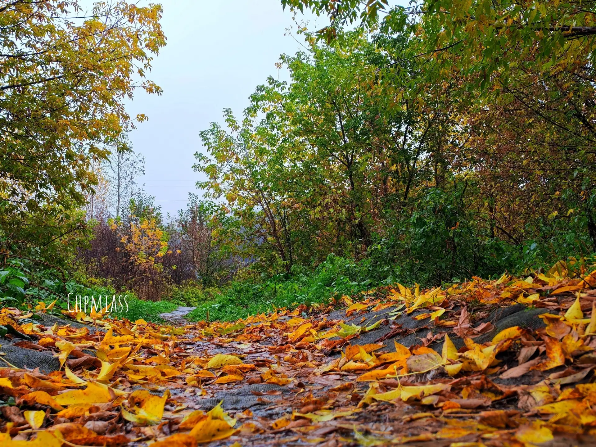 🍂Добавим цвета перед монохромной зимой. Ещё вам осенних красок в ленту.